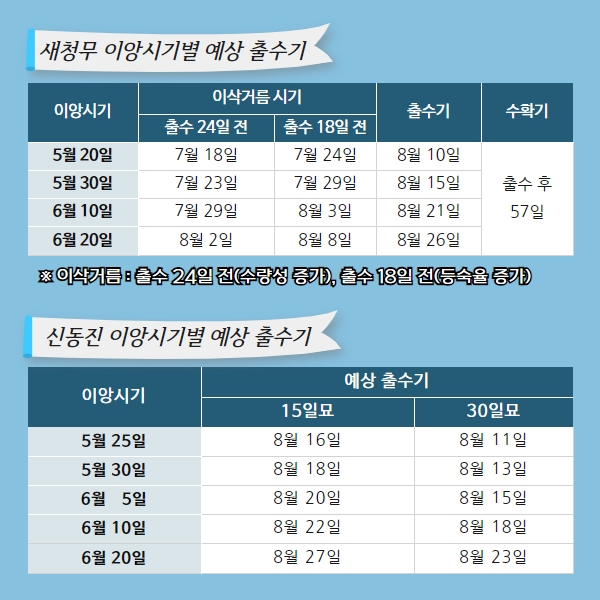  예상 출수기 및 이삭거름 시비 요령 