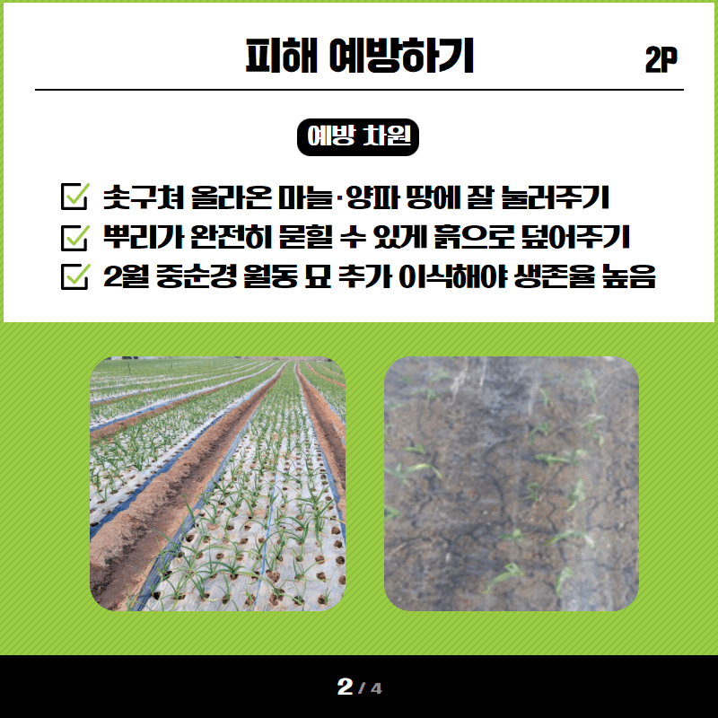 마늘,양파 포장관리 및 병해충 방제 시작 3.png