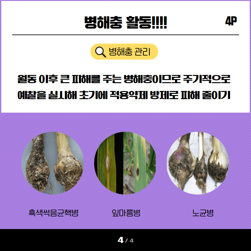 마늘,양파 포장관리 및 병해충 방제 시작 5.png