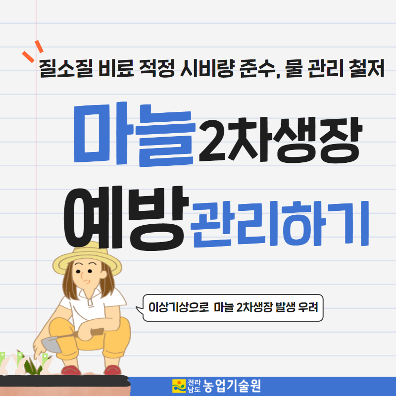 마늘 2차생장 예방 관리하기 1.png