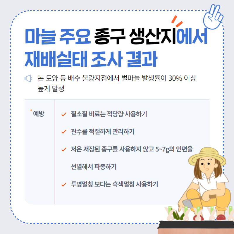 마늘 2차생장 예방 관리하기 3.png