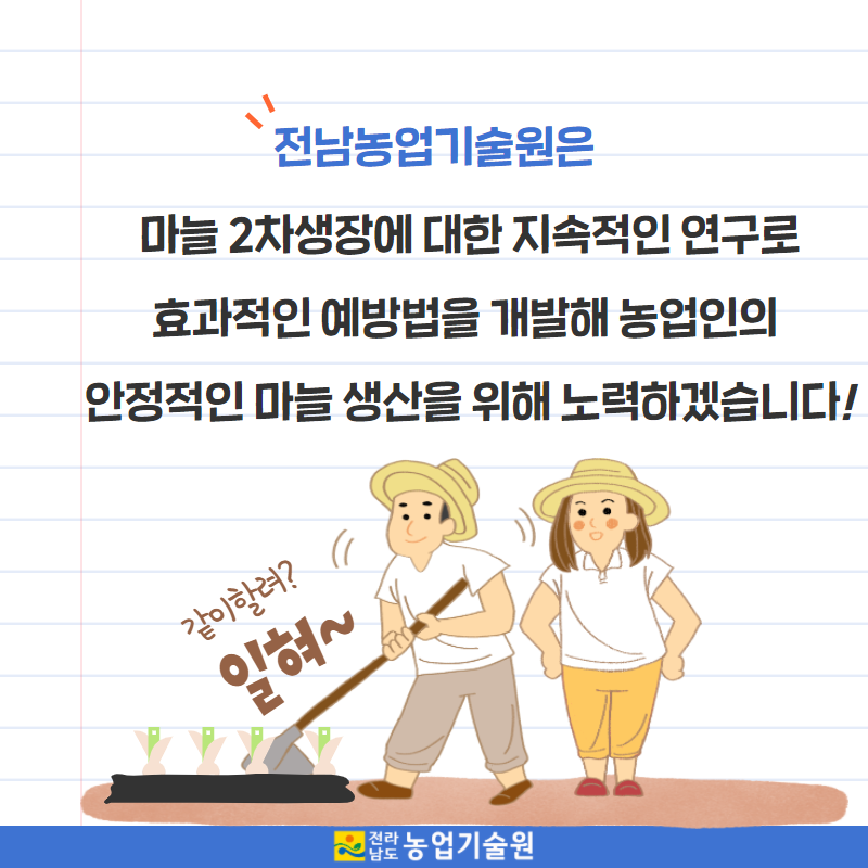 마늘 2차생장 예방 관리하기 4.png