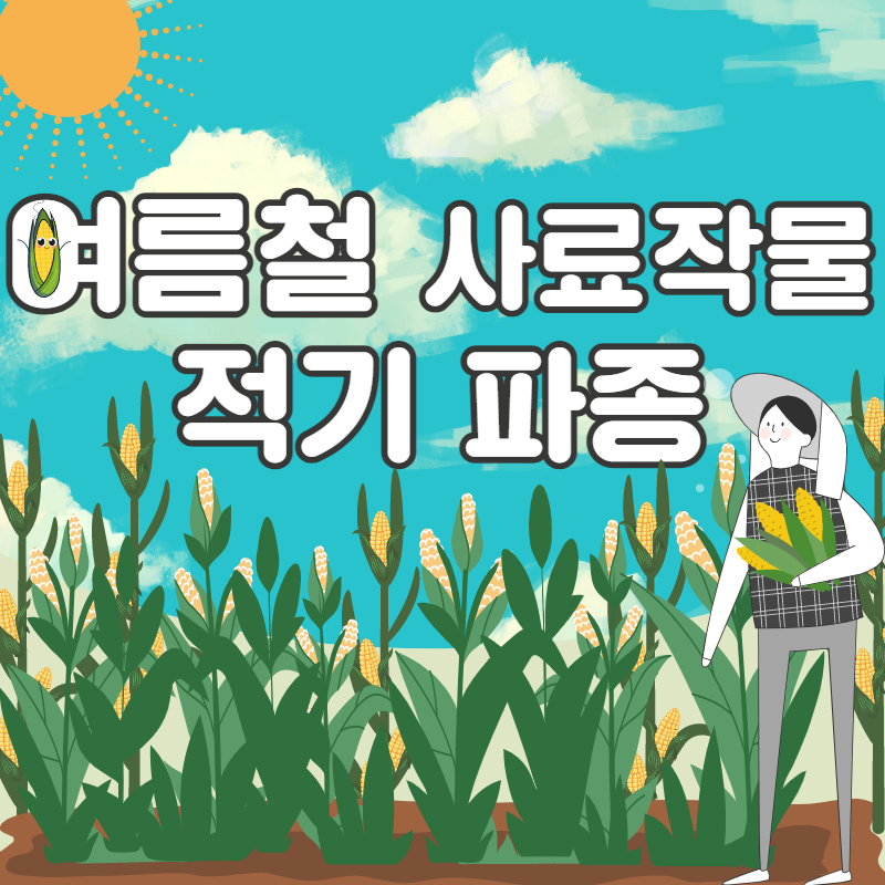 여름철 사료작물 적기 파종하기 1.png