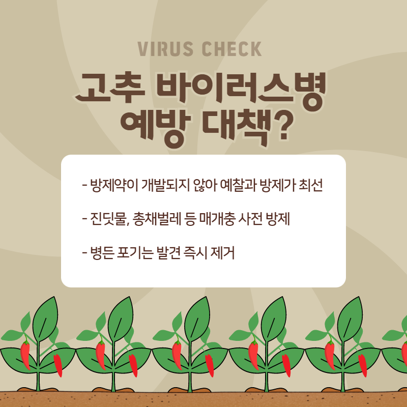 고추 바이러스병 4.png