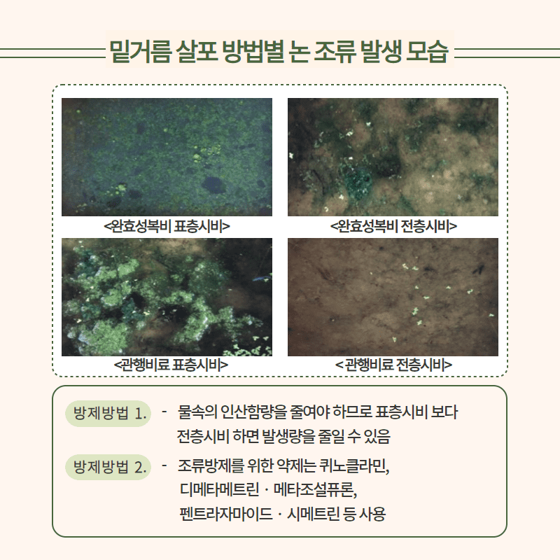 논 조류(이끼) 발생에 따른  벼 생육 피해 및 경감 방법 3.png