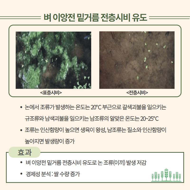 논 조류(이끼) 발생에 따른  벼 생육 피해 및 경감 방법 4.png