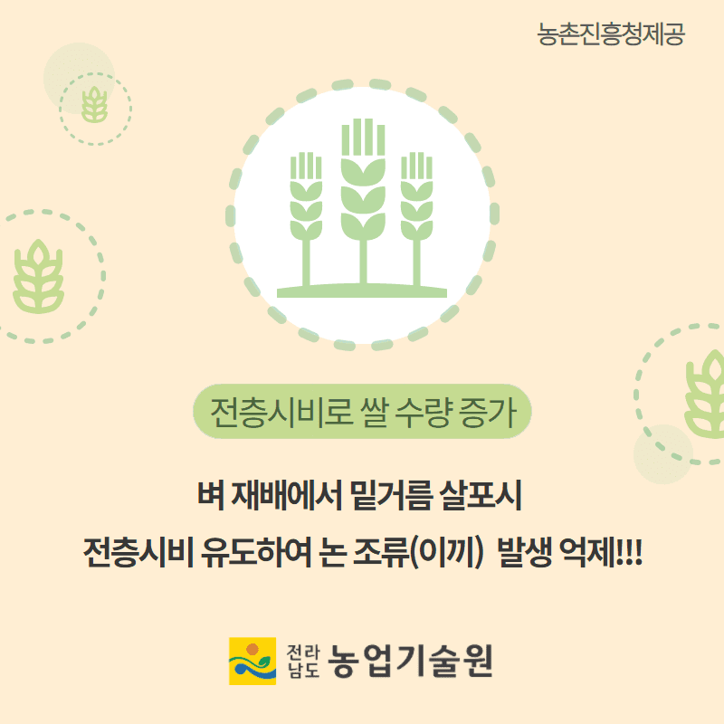 논 조류(이끼) 발생에 따른  벼 생육 피해 및 경감 방법 5.png