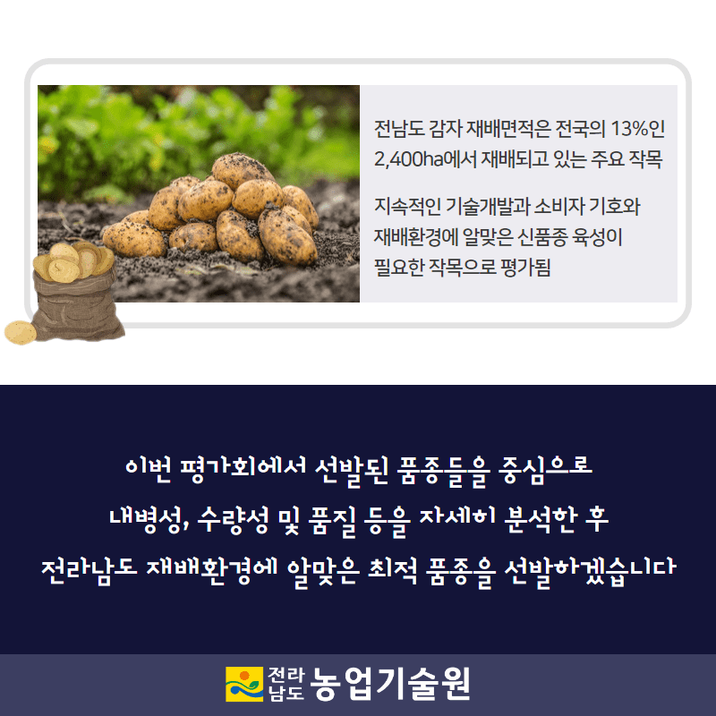 78. 감자 신품종 지역 적응시험 평가회 성료 4.png