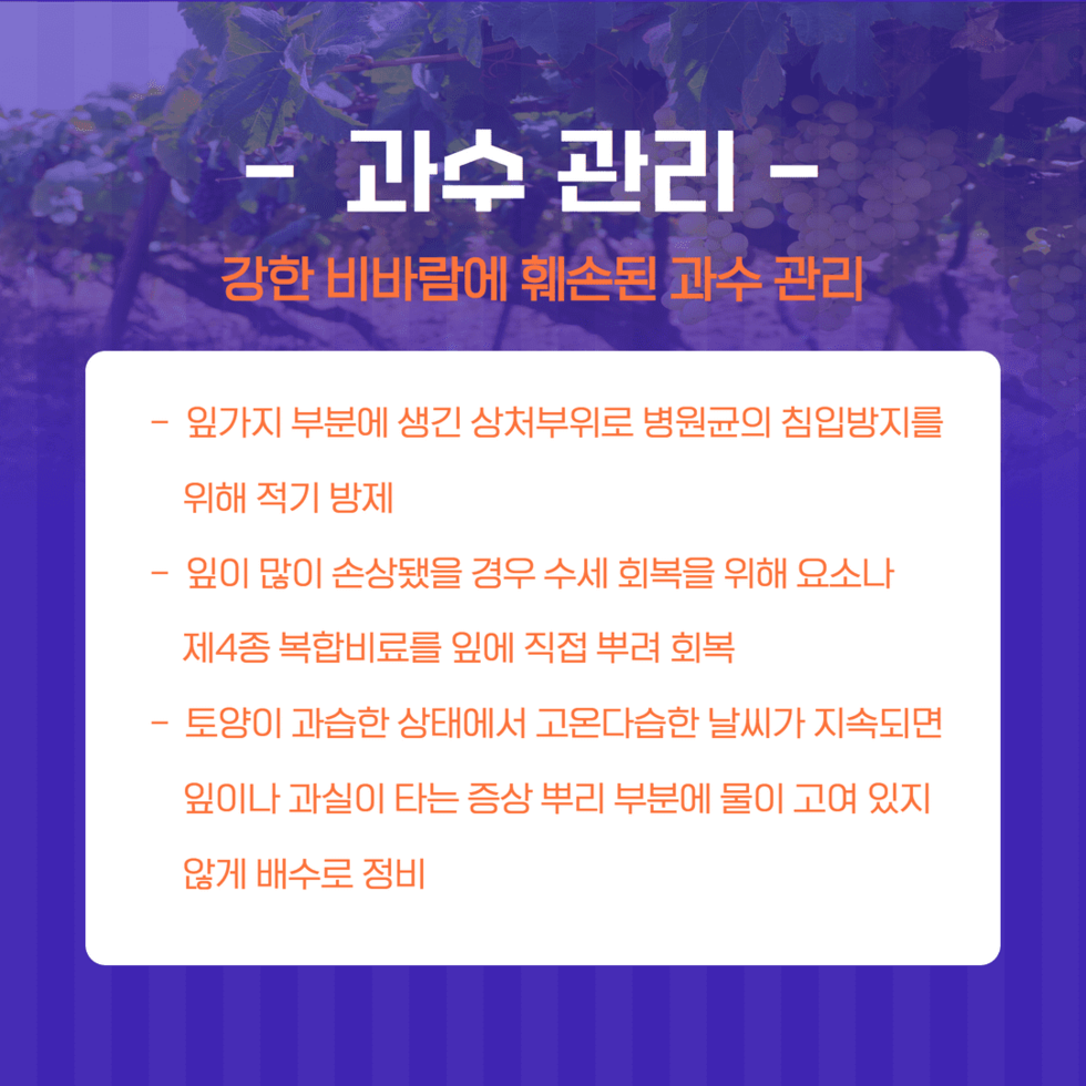 장마 후 농작물 관리 3.png