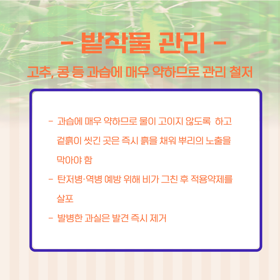 장마 후 농작물 관리 4.png