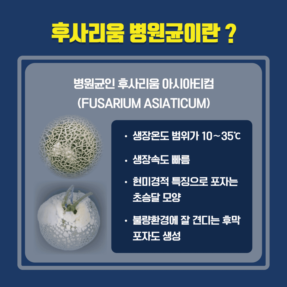 멜론 과일부패병 후사리움 병원균 3.png