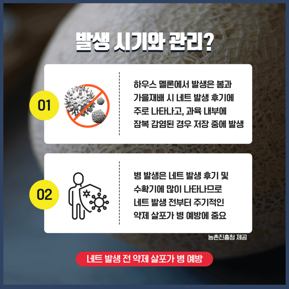 멜론 과일부패병 후사리움 병원균 4.png