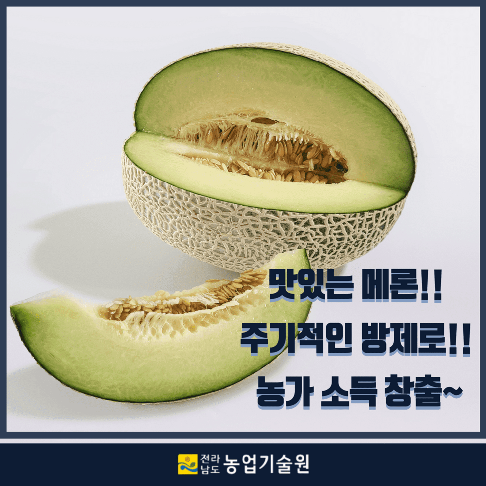 멜론 과일부패병 후사리움 병원균 5.png