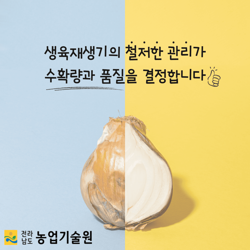 9. 생육재생기, 마늘.양파밭 관리 철저히 6.png