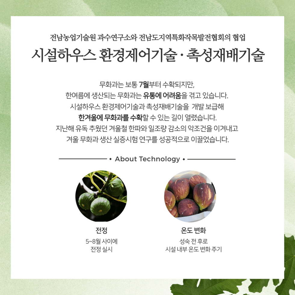 11. 겨울 무화과 한파 속 첫 출하 3.png