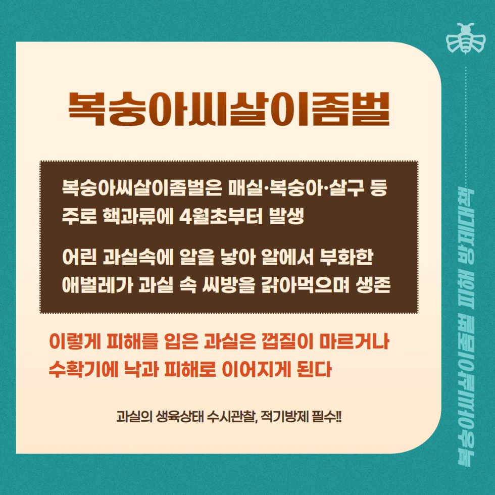 37. 전남농기원, 복숭아씨살이좀벌 적기 방제 당부 2.png