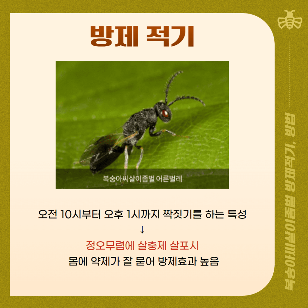 37. 전남농기원, 복숭아씨살이좀벌 적기 방제 당부 3.png