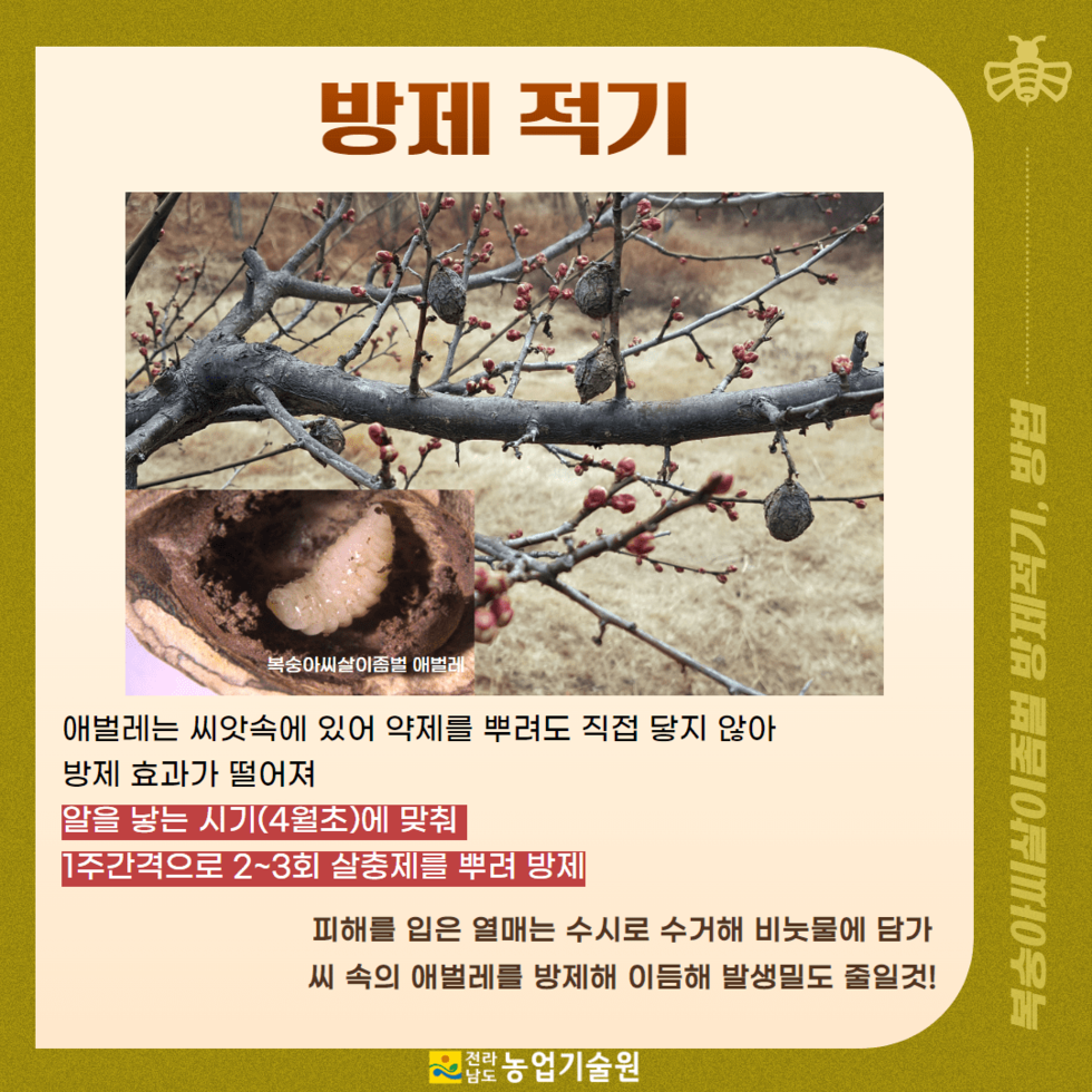 37. 전남농기원, 복숭아씨살이좀벌 적기 방제 당부 4.png