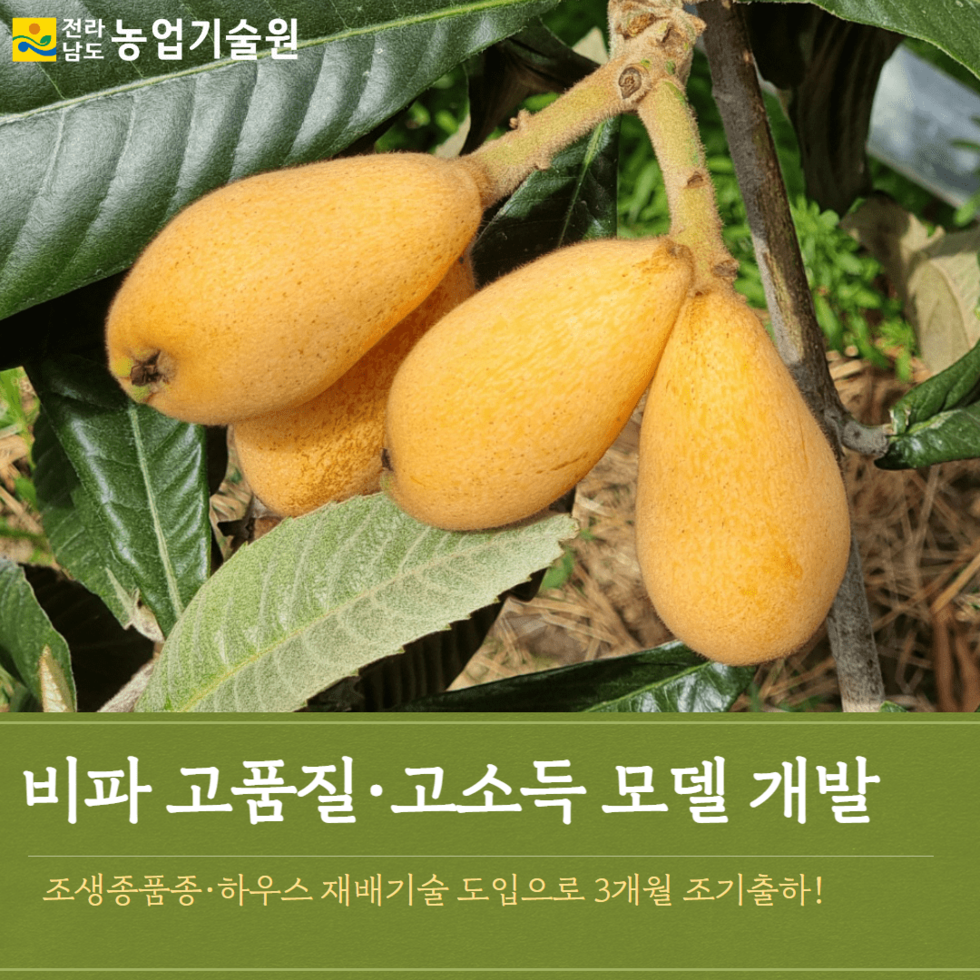 40. 비파 고품질, 고소득 모델 개발 1.png