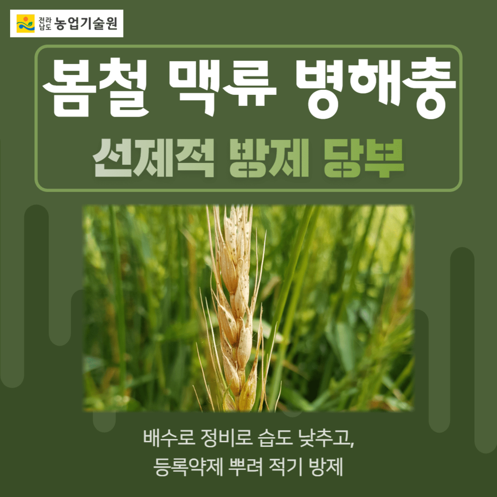 43. 봄철 맥류 병해충 선제적 방제 당부 1.png