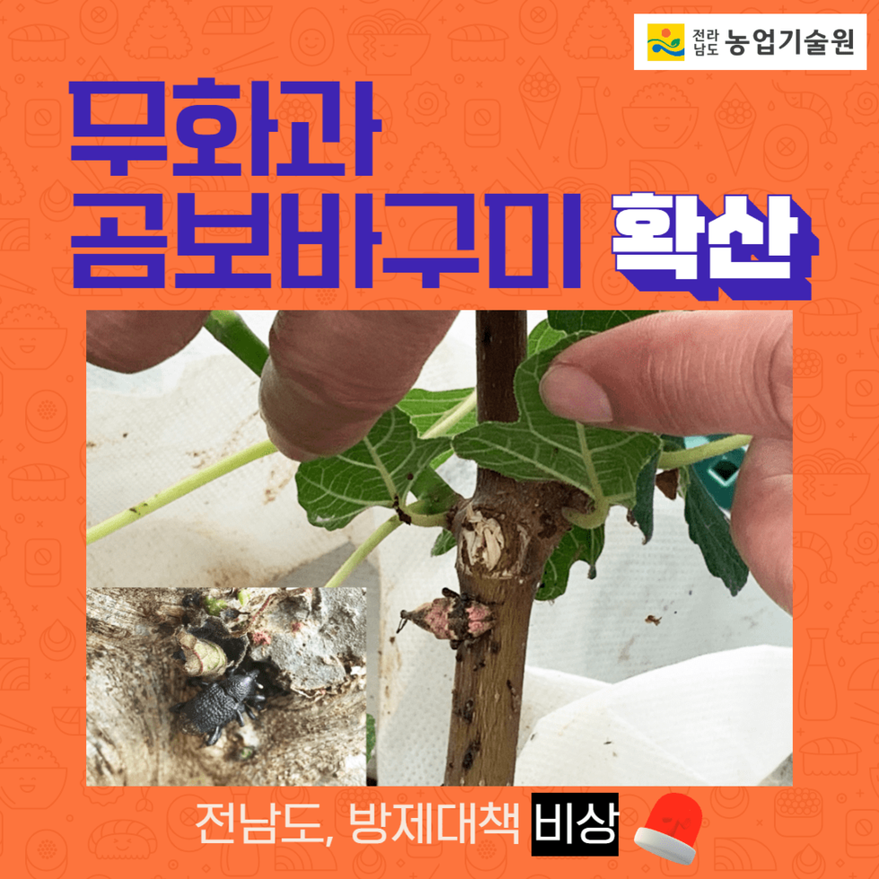 56. 무화과 곰보바구미 피해 대책 마련 나서 1.png