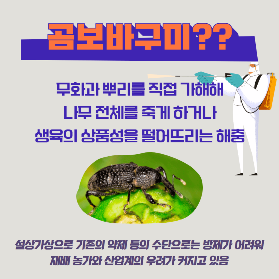 56. 무화과 곰보바구미 피해 대책 마련 나서 2.png