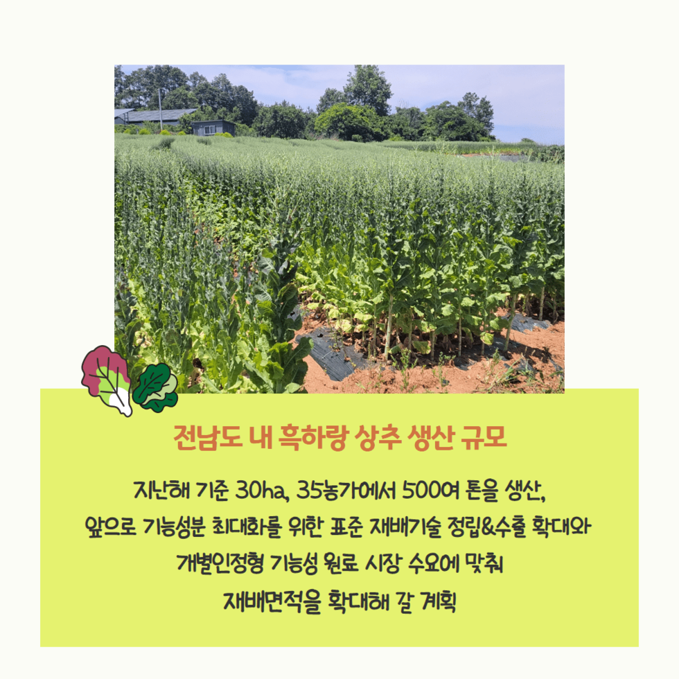 83. 기능성 상추 ‘흑하랑 가공제품’ 일본 첫 수출 3.png