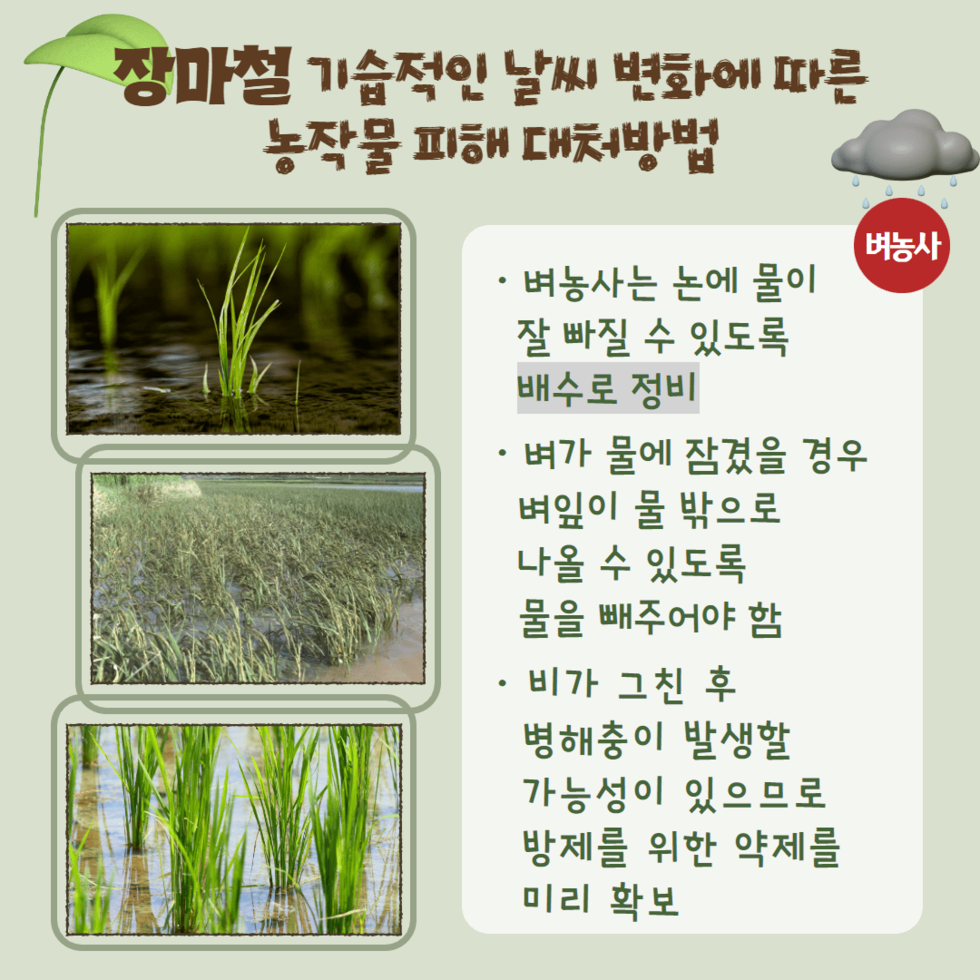 85. 장마철 농작물 관리 철저 당부 2.png