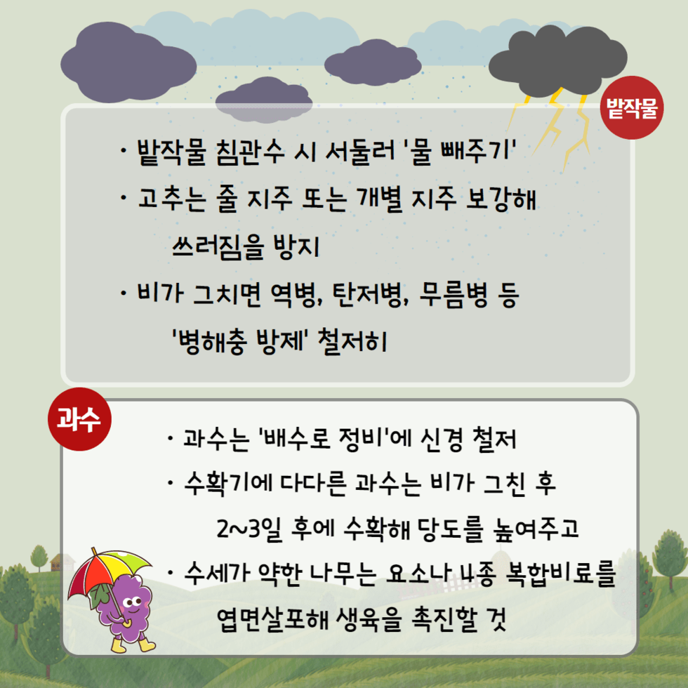 85. 장마철 농작물 관리 철저 당부 3.png