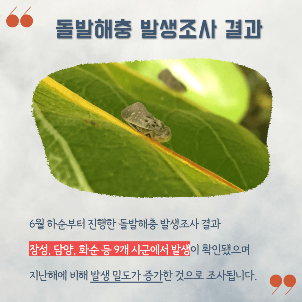 92. 돌발해충 ‘미국선녀벌레’ 예찰·방제 당부 3.png