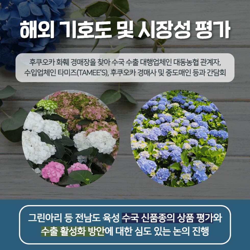 97. 전남농기원 육성 절화수국, 일본 소비시장 공략 나서 2.png