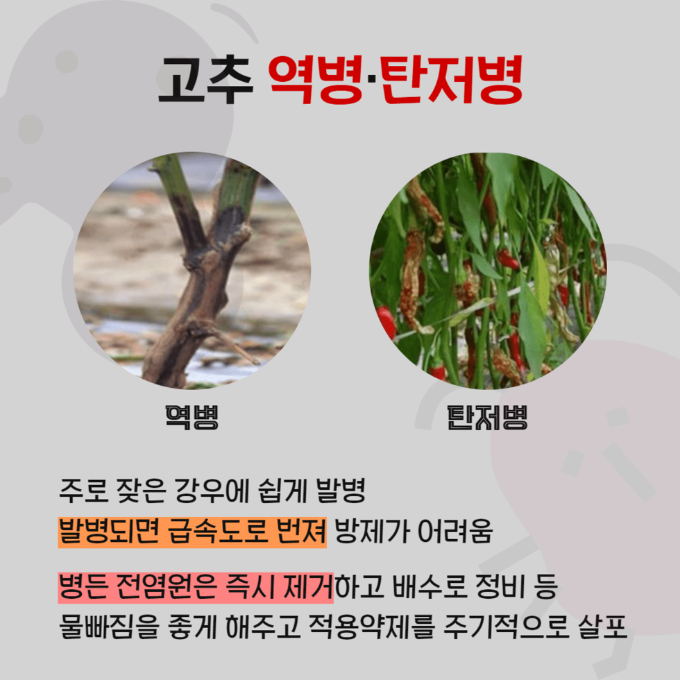 106. 고온다습한 날씨 ‘농작물 병해충 방제 총력’ 3.png