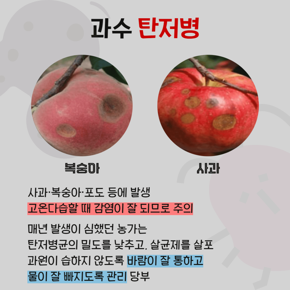 106. 고온다습한 날씨 ‘농작물 병해충 방제 총력’ 4.png