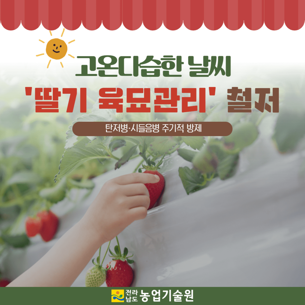 109. 고온다습한 날씨 ‘딸기 육묘관리 철저’ 1.png