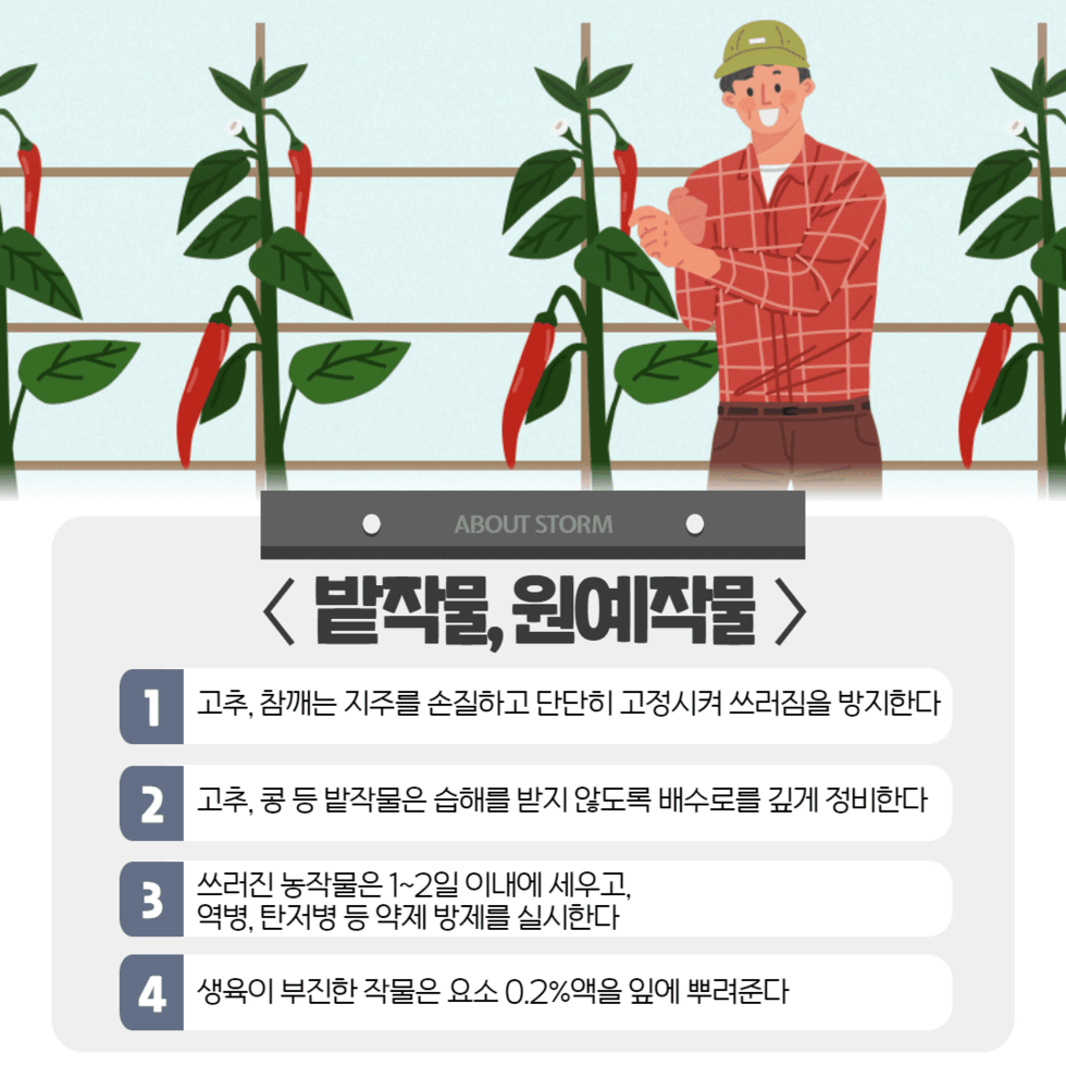 110. 태풍 ‘카눈’ 대비 농작물 관리 철저 당부 4.png