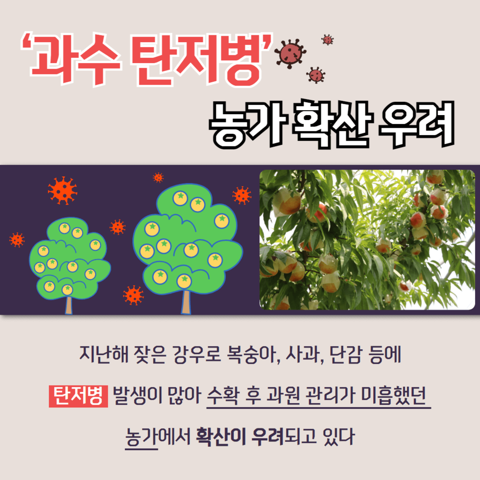 잦은 강우, 과수 탄저병 비상 예방 당부