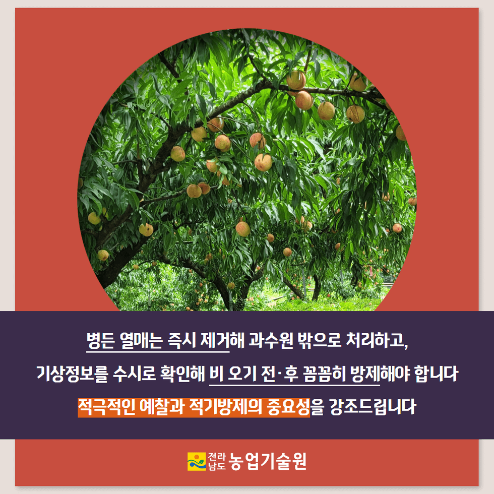 잦은 강우, 과수 탄저병 비상 예방 당부