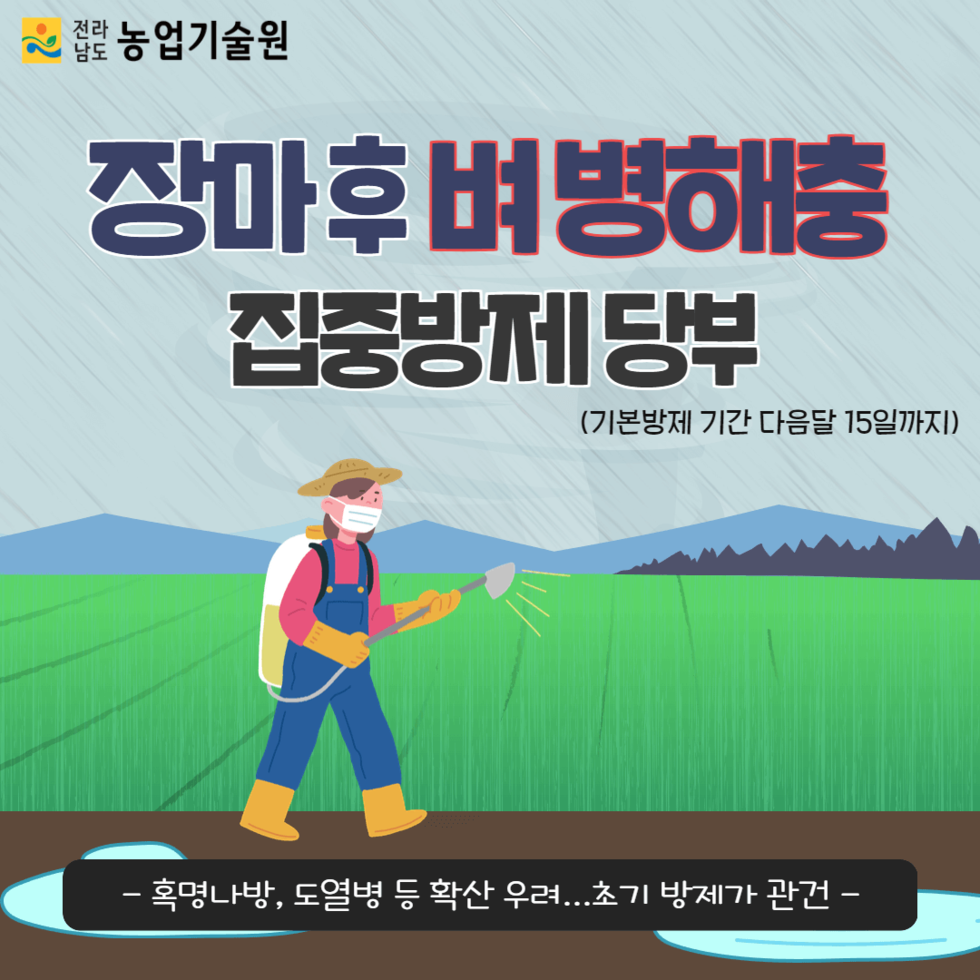 장마 후 벼병해충 집중방제 당부