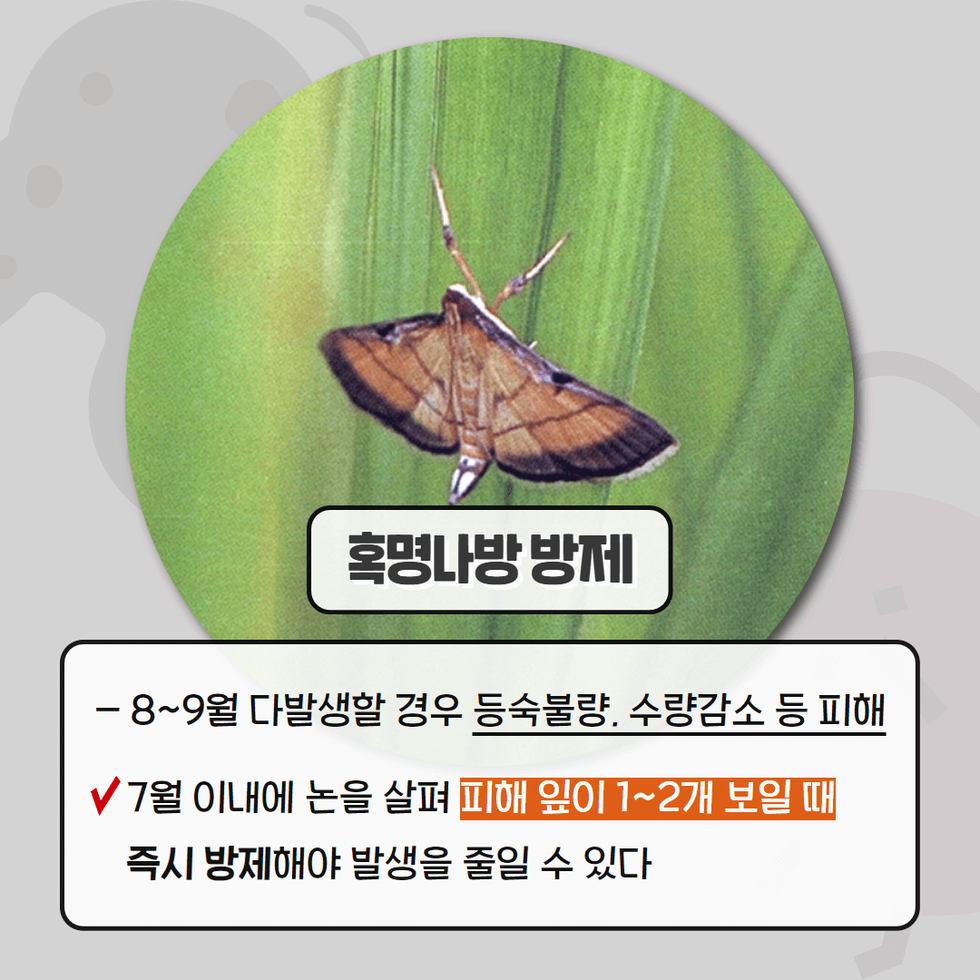 장마 후 벼병해충 집중방제 당부