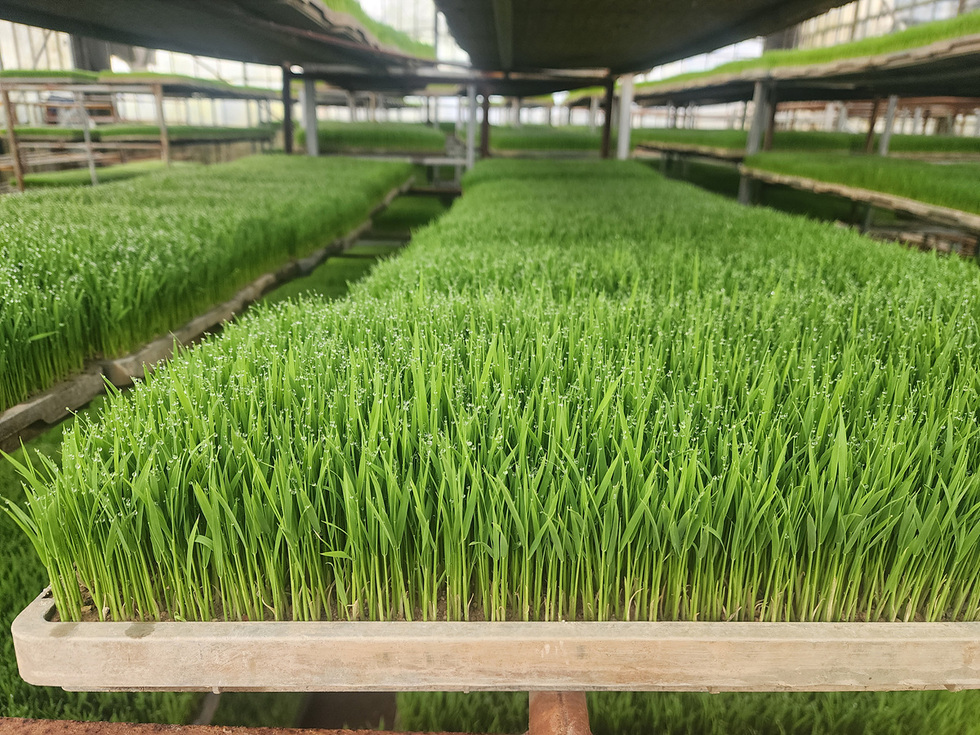 여수시, 벼 종자 발아력 검사 서비스로 건전 육묘 ‘앞장’