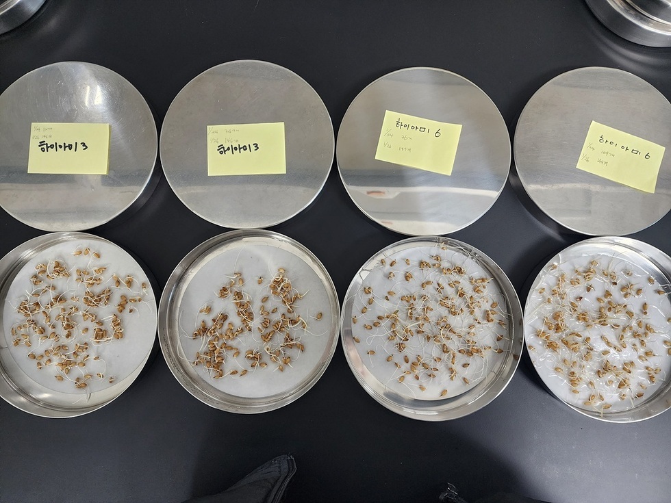 여수시, 볍씨 파종 전 ‘자가채종 종자 발아력 검사’ 