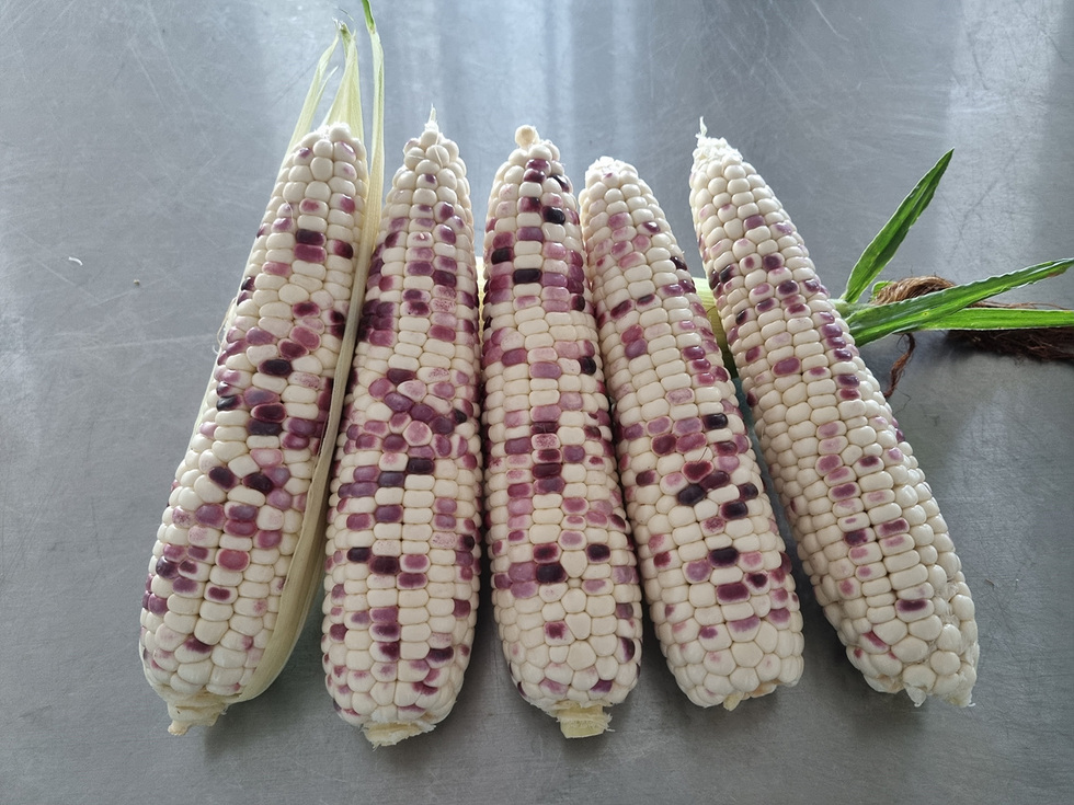 여수시, 찰옥수수 ‘얼룩찰1호’ 2기작 시범재배 성공