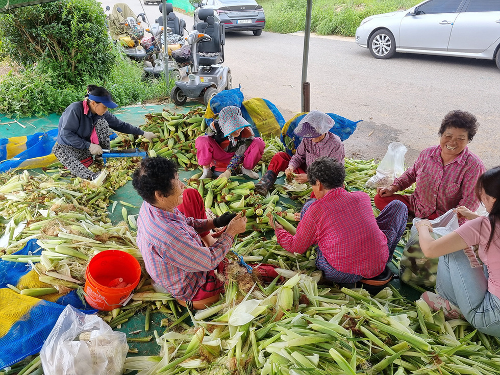 여수시, 찰옥수수 ‘얼룩찰1호’ 2기작 시범재배 성공1