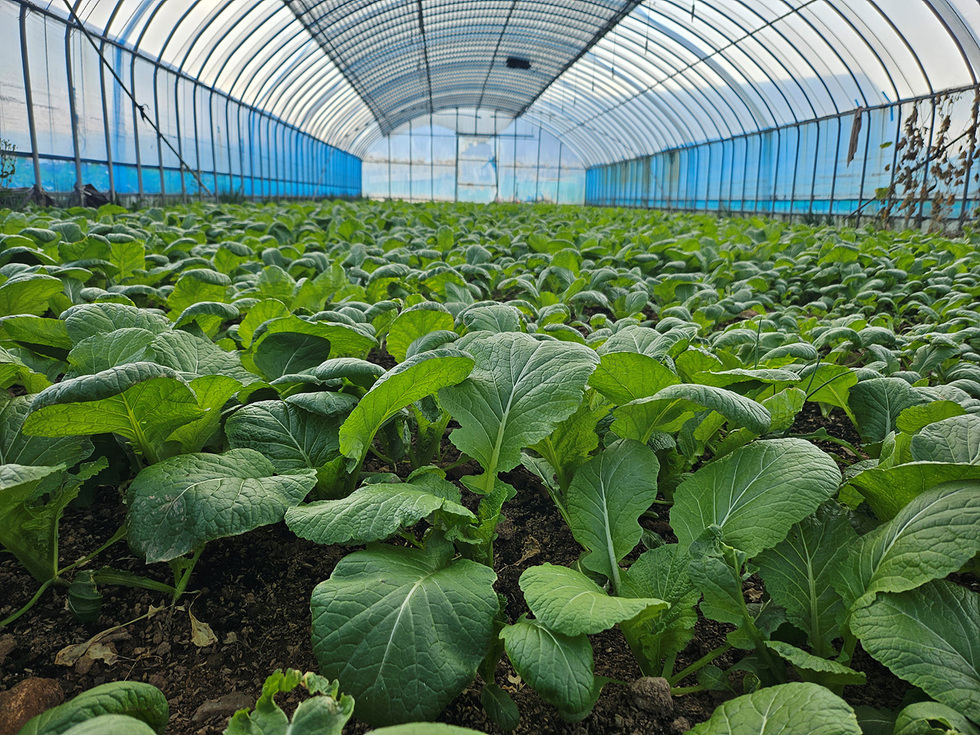 여수시, 돌산갓 생산 기반 강화로 경쟁력 높인다1