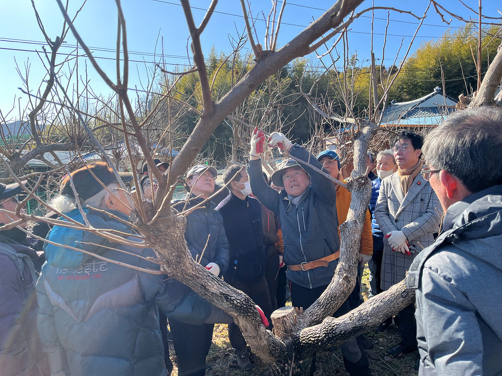 여수시, 고품질 과실 생산을 위한 정지·전정 현장 교육 실시1