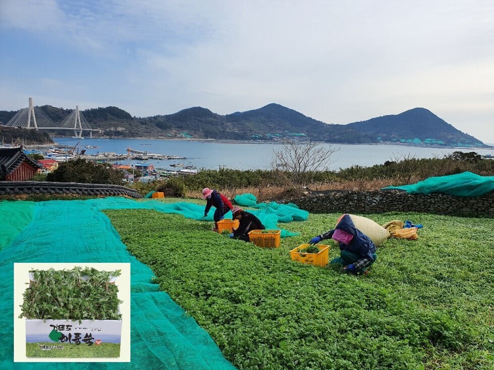 5. 청정 농산물 ‘거문도해풍쑥’ 먹고, 면역력 ‘쑥쑥’ 키운다.jpg