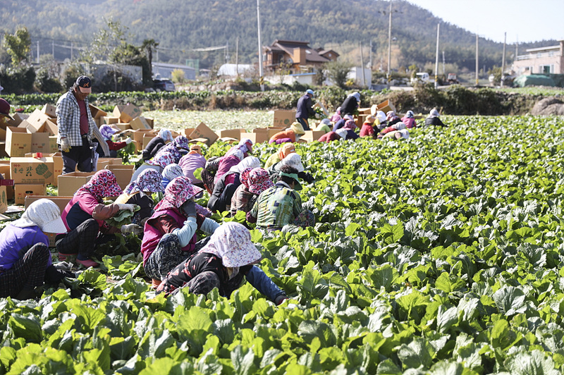 1. 여수시, 돌산갓 품질 향상을 위한 지원사업 신속 추진.jpg