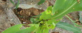 여수시, ‘열대거세미나방’ 성충 발견…옥수수 피해방지 총력