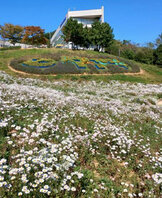 여수시 “선사유적공원 꽃구경으로 힐링하세요”