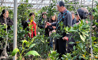 여수시, 고품질 과실 생산을 위한 정지·전정 현장 교육 